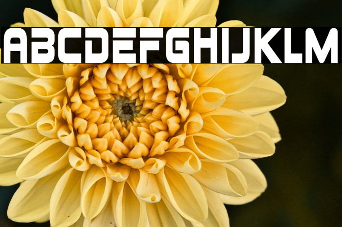 JohnnyFever-Regular Example 3