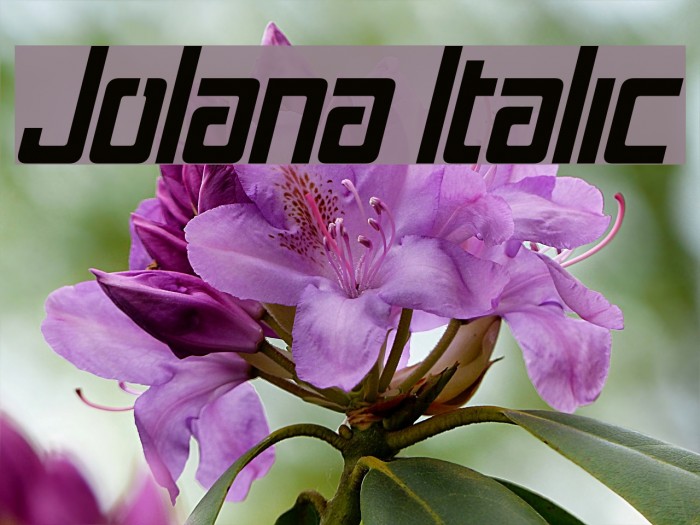 Jolana Italic Font examples