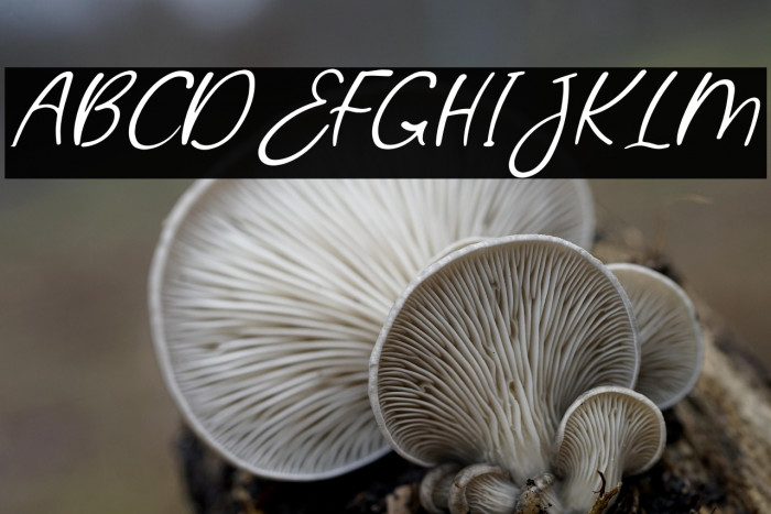 Jollia Bolla Example 2