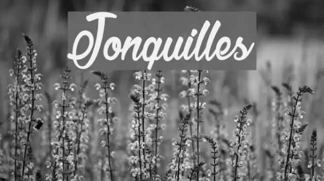 Jonquilles Font examples