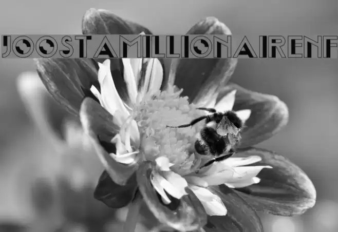 JoostAMillionaireNF Font examples