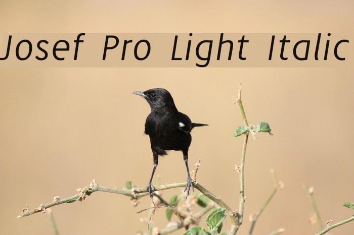Josef Pro Light Italic Font examples