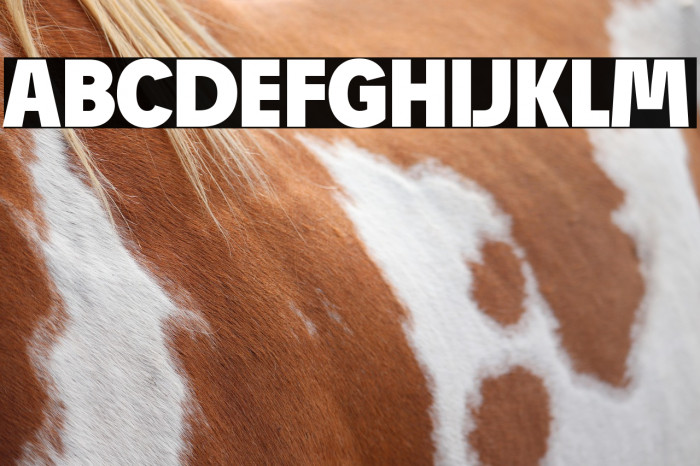 Josef Reduced Black Example 2