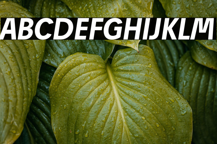 Josef Reduced Bold Italic Example 1