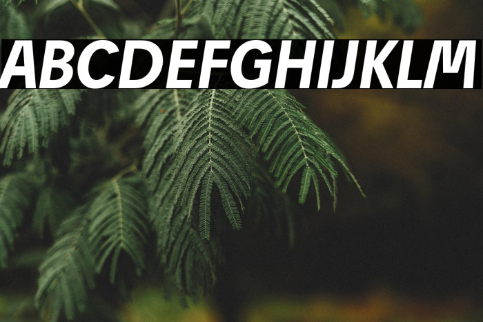 Josef Reduced Bold Italic Example 2