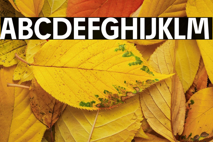 Josef Reduced Bold Example 3