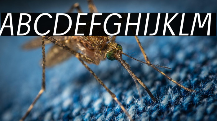 Josef Reduced Light Italic Example 2