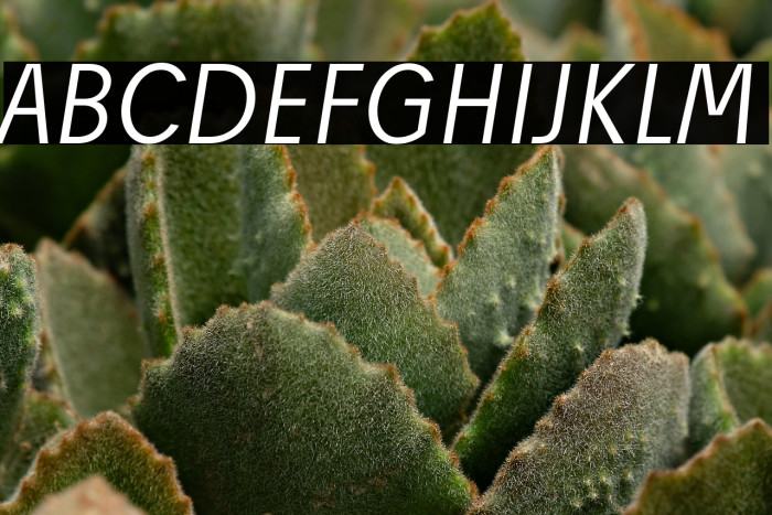 Josef Reduced Light Italic Example 3