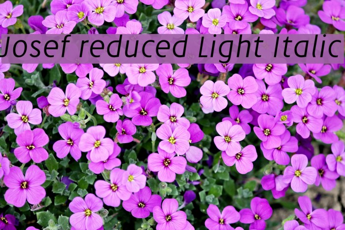 Josef reduced Light Italic Font examples