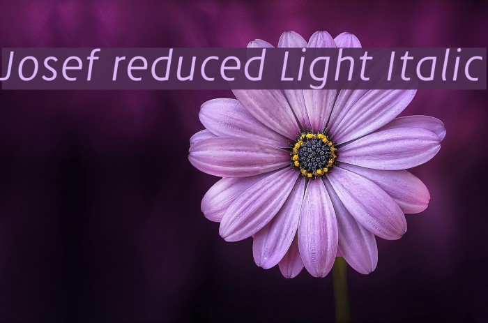 Josef reduced Light Italic Font examples