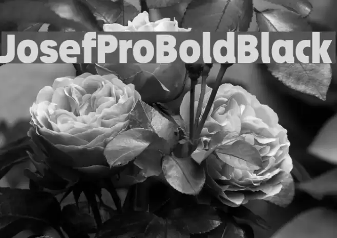 JosefProBold-Black Font examples