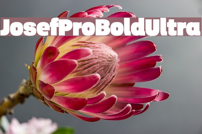 JosefProBold-Ultra Example 1