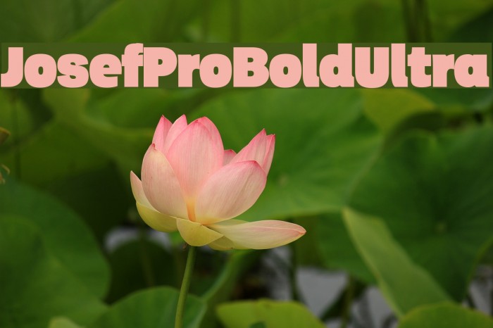 JosefProBold-Ultra Example 3