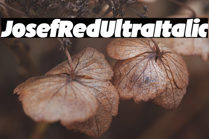 JosefRed-UltraItalic Example 2