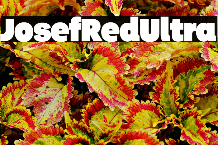 JosefRed-Ultra Example 3