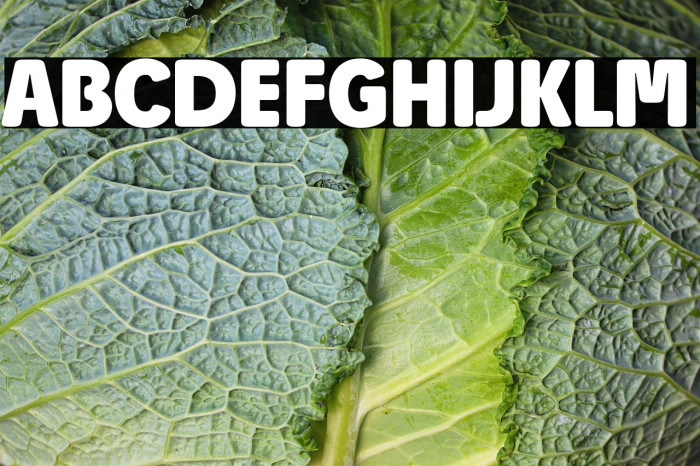 Josefa Rounded Reduced Bold Example 1