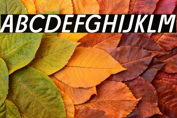 Josefa Rounded Reduced Book Italic Example 2