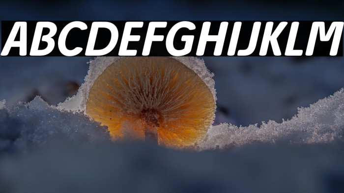 Josefa Rounded Reduced Medium Italic Example 2