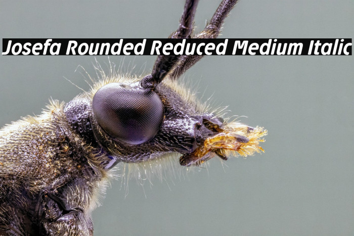 Josefa Rounded Reduced Medium Italic Example 2