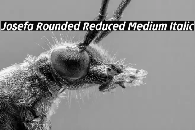 Josefa Rounded Reduced Medium Italic Font examples