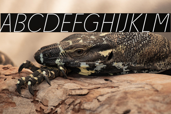 Josefa Rounded Reduced Thin Italic Example 3