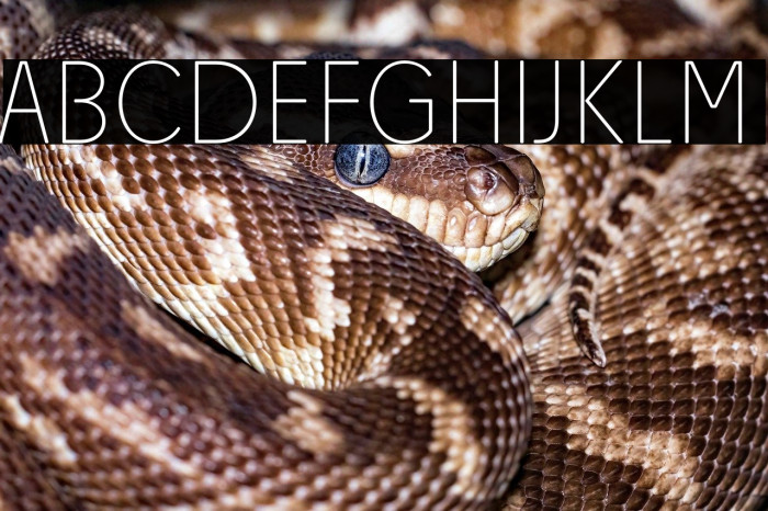 Josefa Rounded Reduced Thin Example 2