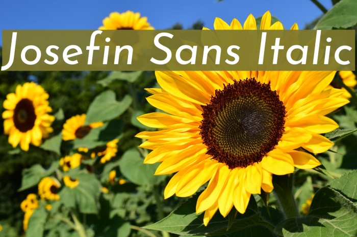 Josefin Sans Italic Font examples