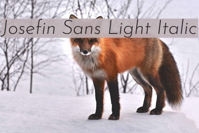 Josefin Sans Light Italic Font examples