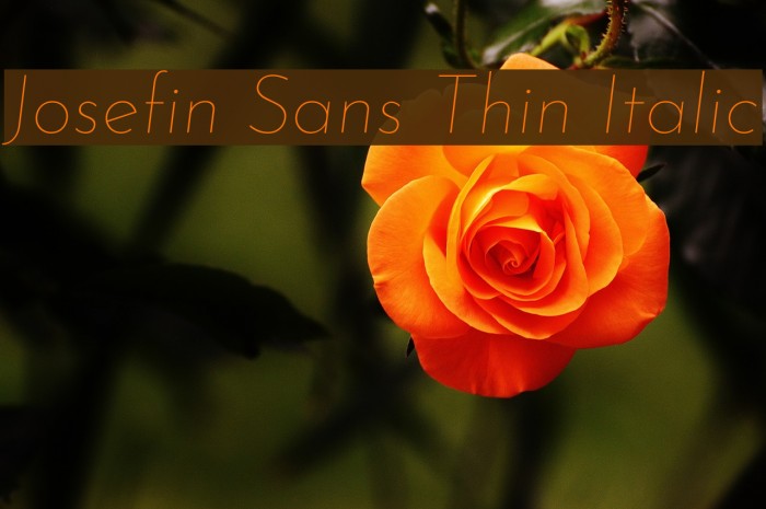 Josefin Sans Thin Italic Font examples