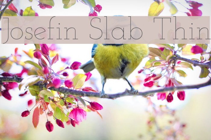 Josefin Slab Thin Font examples