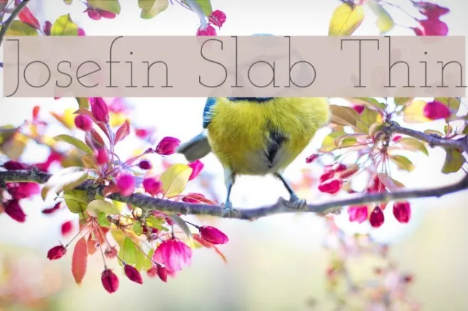 Josefin Slab Thin Example 1