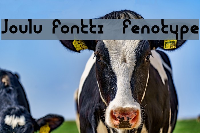 Joulu Fontti Fenotype Font examples