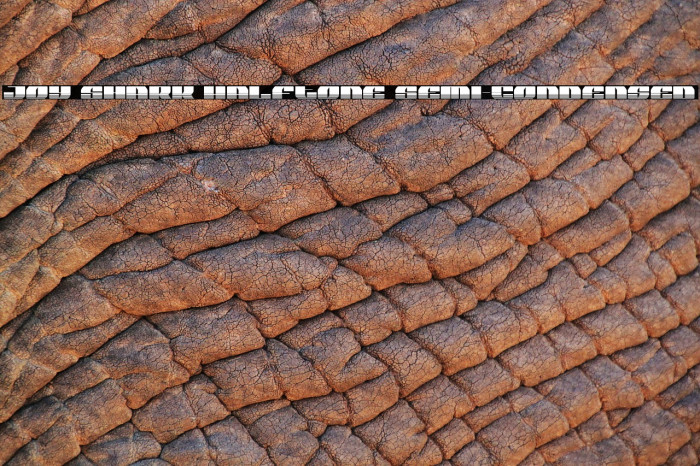 Joy Shark Halftone Semi-Condensed Example 3