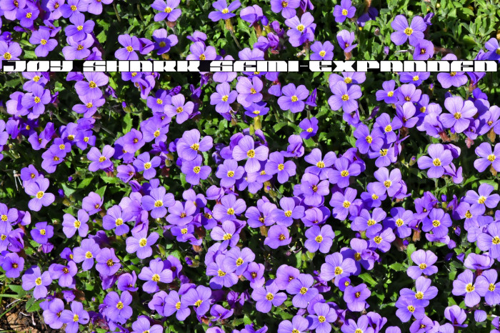 Joy Shark Semi-Expanded Example 3