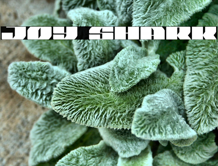 Joy Shark Font examples