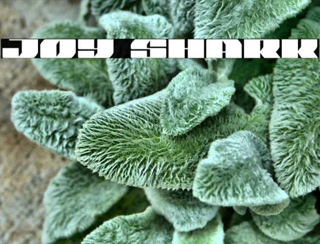 Joy Shark Example 2
