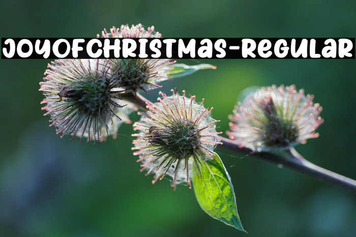 JoyOfChristmas-Regular Example 2