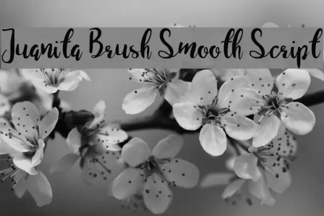 Juanita Brush Smooth Script Font examples