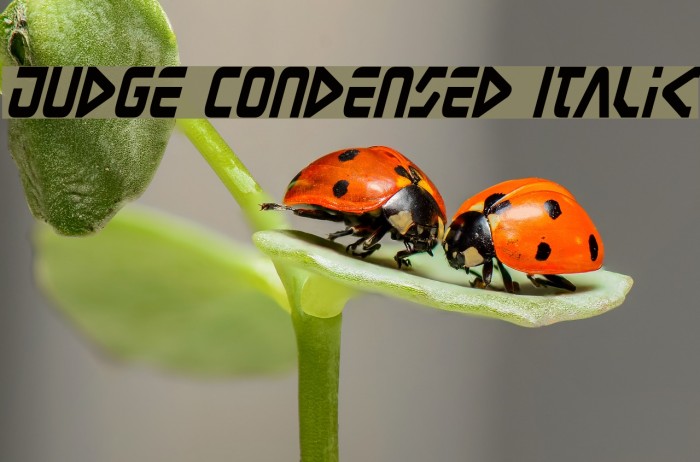 Judge Condensed Italic Example 2