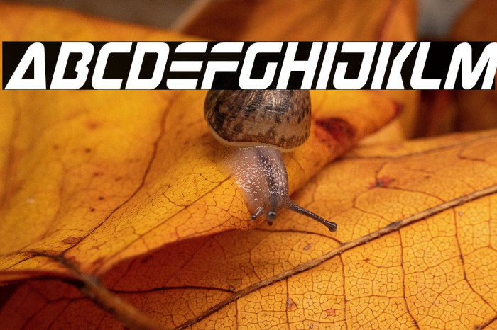 Judge Italic Example 2