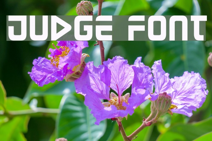 Judge Font examples