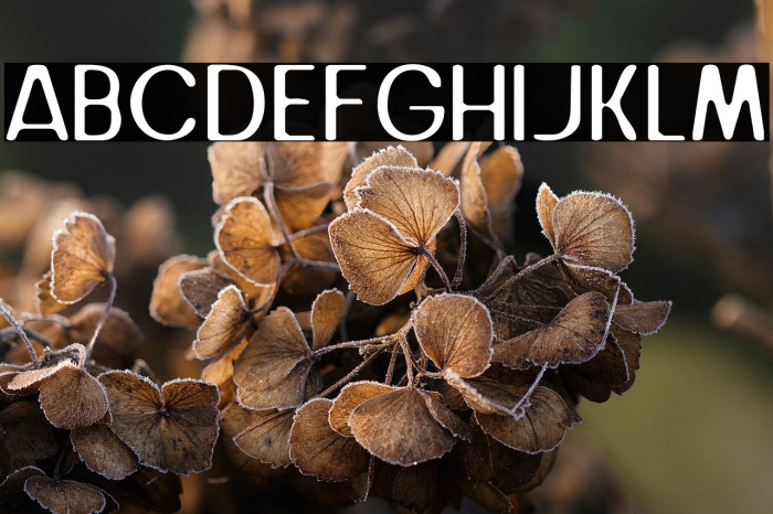 Juice Avocado Example 2