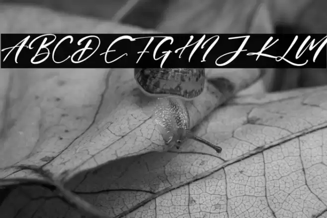 Julian Daniel Font examples