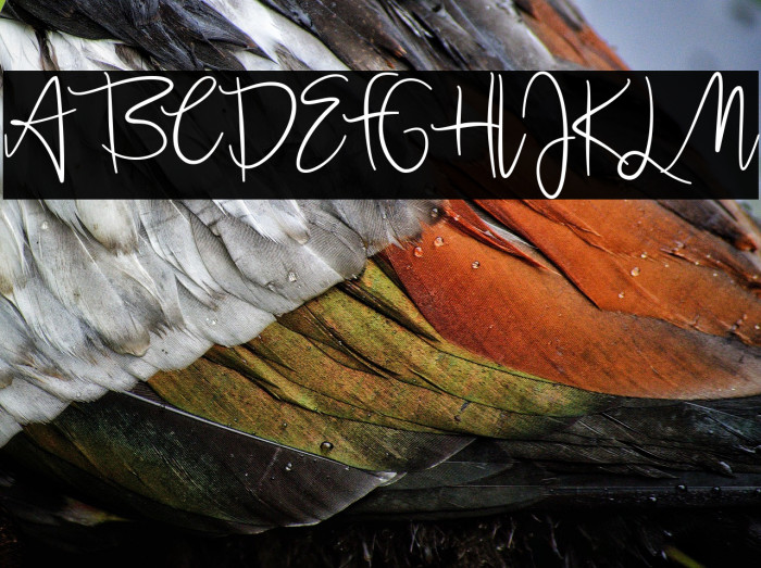 Jullia Script Personal Use Only Example 1