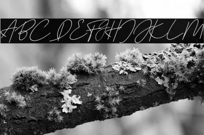 Julyit Font examples