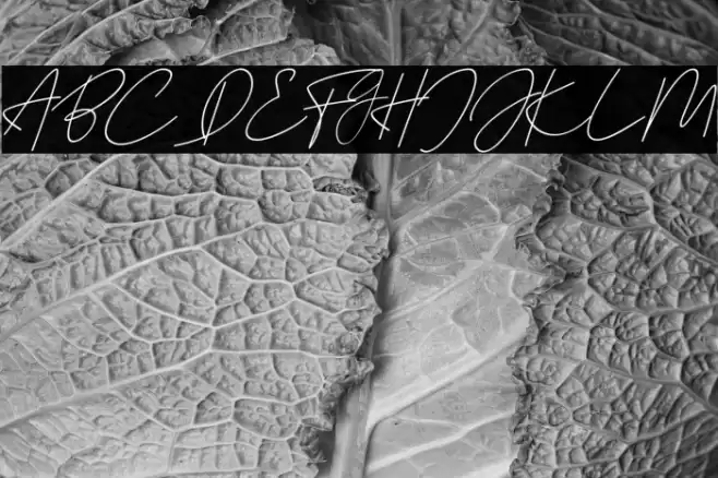 Julyit Font examples