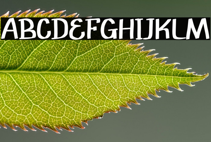 Jumawa Alone Example 2