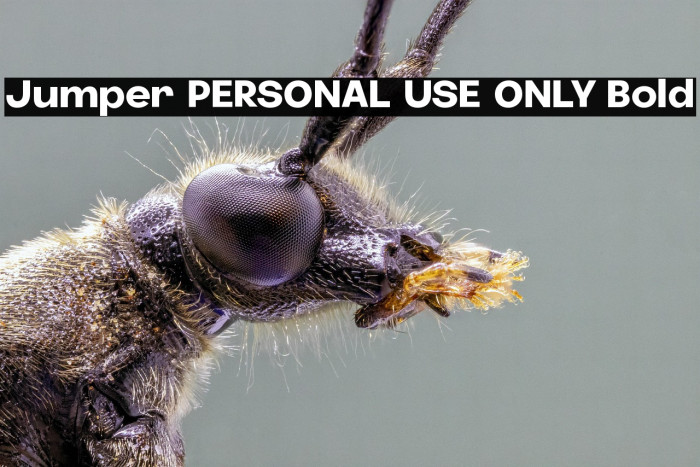 Jumper PERSONAL USE ONLY Bold Example 2