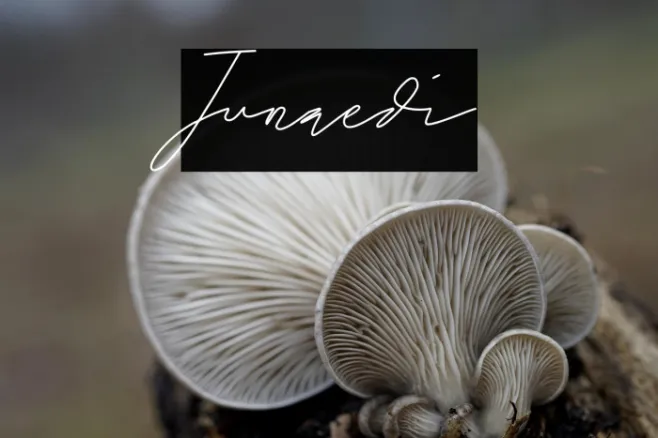 Junaedi Example 2