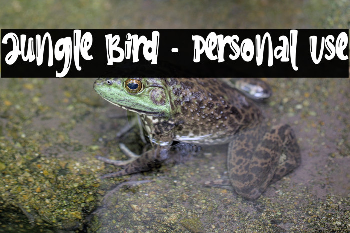 Jungle Bird - Personal Use Example 2